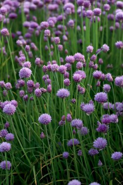 Sleza Peyzaj Parkı 'nda, Polonya' nın güneybatısındaki Sleza Dağı 'nın eteğinde çiçek açan mor bir soğan tarlası..