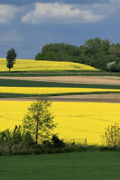 Sleza Peyzaj Parkı, Sleza Dağı 'nın eteklerinde, Polonya' nın güneybatısında, Avrupa. Bahar manzarası.
