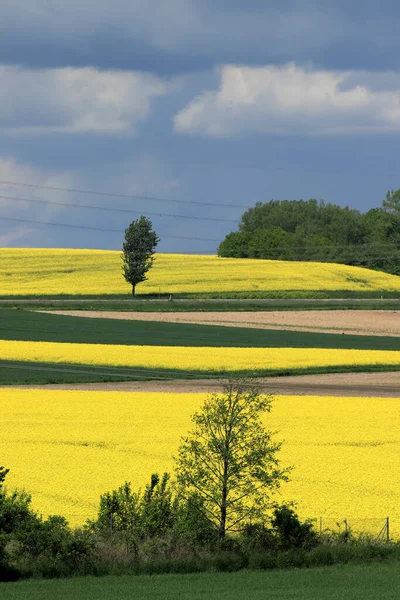 Sleza Peyzaj Parkı, Sleza Dağı 'nın eteklerinde, Polonya' nın güneybatısında, Avrupa. Bahar manzarası.