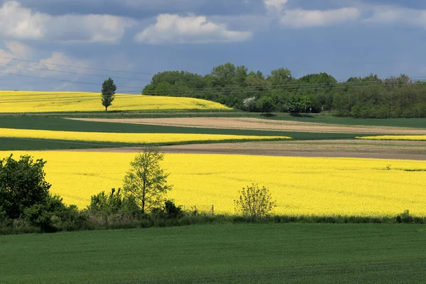 Sleza Peyzaj Parkı, Sleza Dağı 'nın eteklerinde, Polonya' nın güneybatısında, Avrupa. Bahar manzarası.