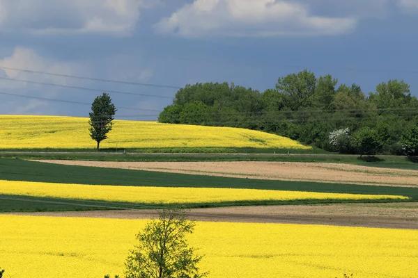 Sleza Peyzaj Parkı, Sleza Dağı 'nın eteklerinde, Polonya' nın güneybatısında, Avrupa. Bahar manzarası.
