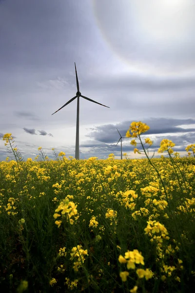 The Halo effect is an optical phenomenon in the Earth\'s atmosphere that is observed around the Sun\'s disc. It is a rainbow-colored ring that is visible around the sun. Gaj Olawski wind farm.