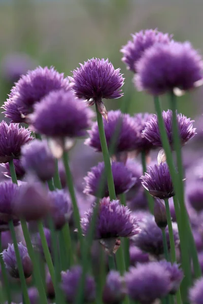 Sleza Peyzaj Parkı 'nda, Polonya' nın güneybatısındaki Sleza Dağı 'nın eteğinde çiçek açan mor bir soğan tarlası..