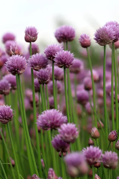 Campo Roxo Cebolinha Florescendo Parque Paisagístico Sleza Sopé Montanha Sleza — Fotografia de Stock