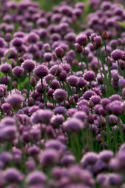 Purple Field Blooming Chives Sleza Landscape Park Foot Sleza Mountain — Stock Photo, Image