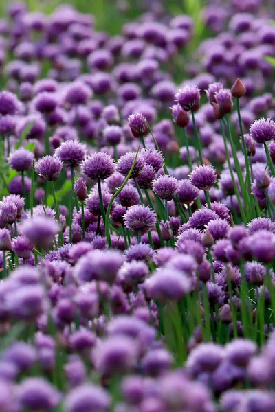 Sleza Peyzaj Parkı 'nda, Polonya' nın güneybatısındaki Sleza Dağı 'nın eteğinde çiçek açan mor bir soğan tarlası..