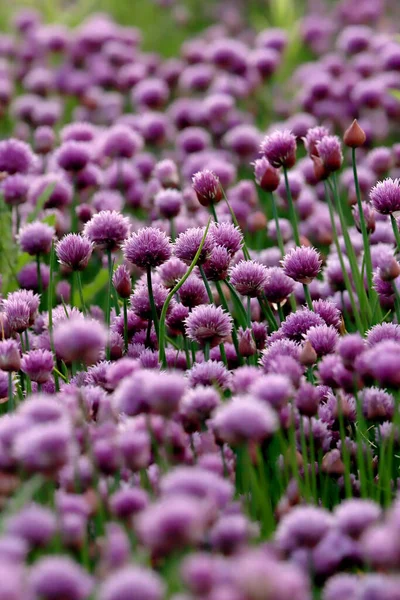 Sleza Peyzaj Parkı 'nda, Polonya' nın güneybatısındaki Sleza Dağı 'nın eteğinde çiçek açan mor bir soğan tarlası..