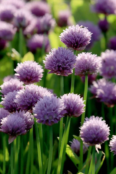 Sleza Peyzaj Parkı 'nda, Polonya' nın güneybatısındaki Sleza Dağı 'nın eteğinde çiçek açan mor bir soğan tarlası..