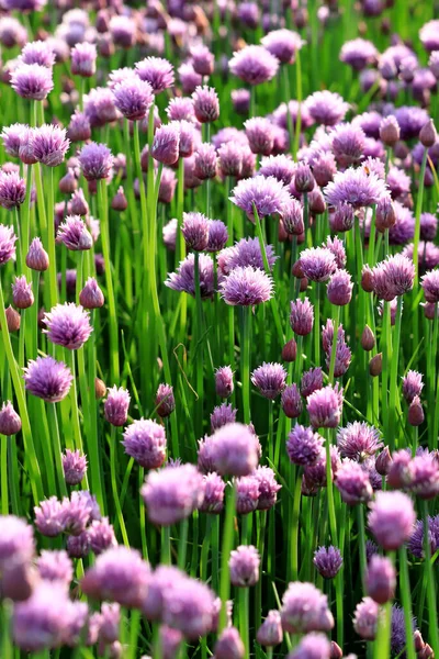 Sleza Peyzaj Parkı 'nda, Polonya' nın güneybatısındaki Sleza Dağı 'nın eteğinde çiçek açan mor bir soğan tarlası..