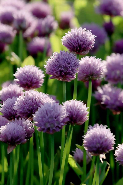 Sleza Peyzaj Parkı 'nda, Polonya' nın güneybatısındaki Sleza Dağı 'nın eteğinde çiçek açan mor bir soğan tarlası..