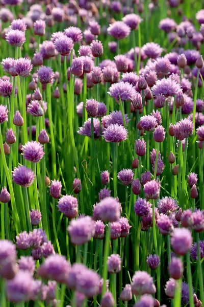 Sleza Peyzaj Parkı 'nda, Polonya' nın güneybatısındaki Sleza Dağı 'nın eteğinde çiçek açan mor bir soğan tarlası..