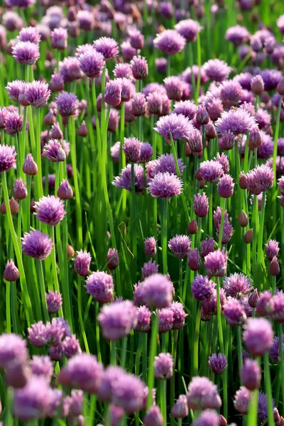 Sleza Peyzaj Parkı 'nda, Polonya' nın güneybatısındaki Sleza Dağı 'nın eteğinde çiçek açan mor bir soğan tarlası..