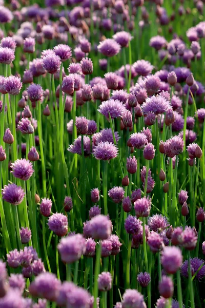 Een Paars Veld Van Bloeiende Bieslook Het Sleza Landscape Park — Stockfoto