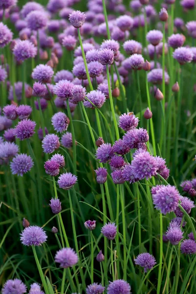 Sleza Peyzaj Parkı 'nda, Polonya' nın güneybatısındaki Sleza Dağı 'nın eteğinde çiçek açan mor bir soğan tarlası..