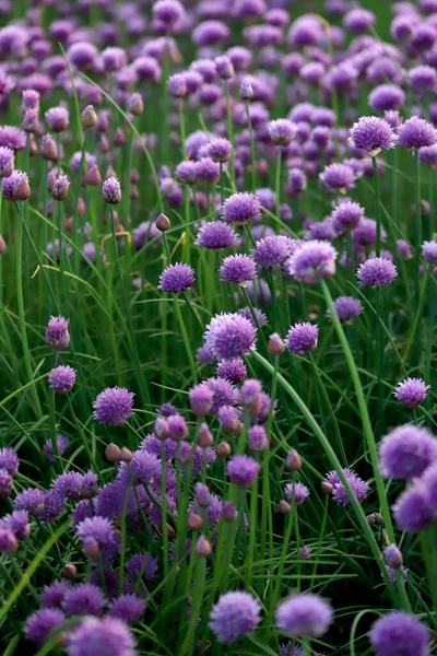 Sleza Peyzaj Parkı 'nda, Polonya' nın güneybatısındaki Sleza Dağı 'nın eteğinde çiçek açan mor bir soğan tarlası..