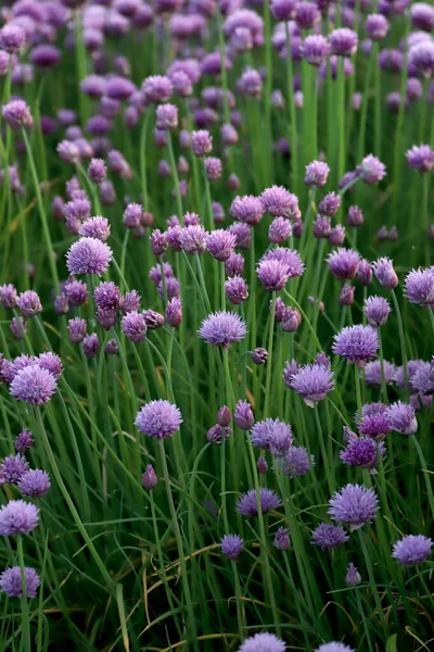 Sleza Peyzaj Parkı 'nda, Polonya' nın güneybatısındaki Sleza Dağı 'nın eteğinde çiçek açan mor bir soğan tarlası..
