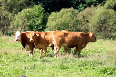 Rudawy Janowickie bölgesinde (Polonya 'nın güneybatısındaki dağlar, Avrupa) ineklerin üretilmesi).