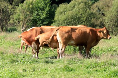 Rudawy Janowickie bölgesinde (Polonya 'nın güneybatısındaki dağlar, Avrupa) ineklerin üretilmesi).
