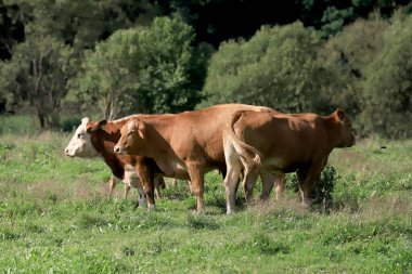 Rudawy Janowickie bölgesinde (Polonya 'nın güneybatısındaki dağlar, Avrupa) ineklerin üretilmesi).