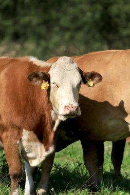 Rudawy Janowickie bölgesinde (Polonya 'nın güneybatısındaki dağlar, Avrupa) ineklerin üretilmesi).