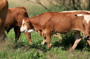 Rudawy Janowickie bölgesinde (Polonya 'nın güneybatısındaki dağlar, Avrupa) ineklerin üretilmesi).