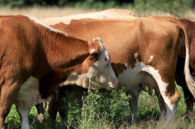 Rudawy Janowickie bölgesinde (Polonya 'nın güneybatısındaki dağlar, Avrupa) ineklerin üretilmesi).
