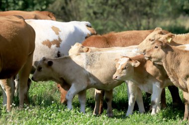 Rudawy Janowickie bölgesinde (Polonya 'nın güneybatısındaki dağlar, Avrupa) ineklerin üretilmesi).