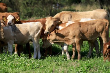 Rudawy Janowickie bölgesinde (Polonya 'nın güneybatısındaki dağlar, Avrupa) ineklerin üretilmesi).