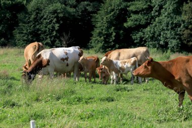 Rudawy Janowickie bölgesinde (Polonya 'nın güneybatısındaki dağlar, Avrupa) ineklerin üretilmesi).