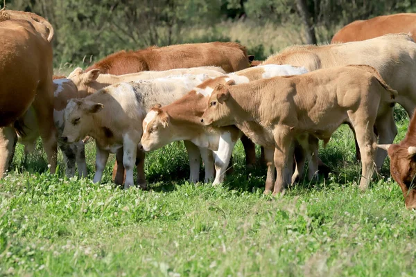 stock image The breeding of cows in Janowice Wielkie in the area of Rudawy Janowickie (Mountains in south-west Poland, Europe).