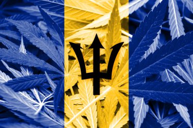 Barbados bayrağı esrar arka plan üzerinde. Uyuşturucu politikası. Marihuana yasallaştırma