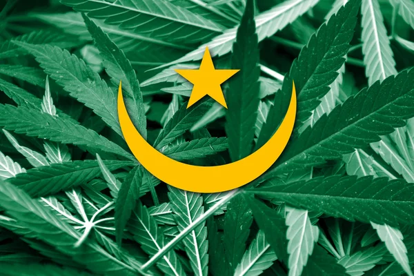Mauritánská vlajka na pozadí konopí. Protidrogová politika. Legalizace marihuany — Stock fotografie