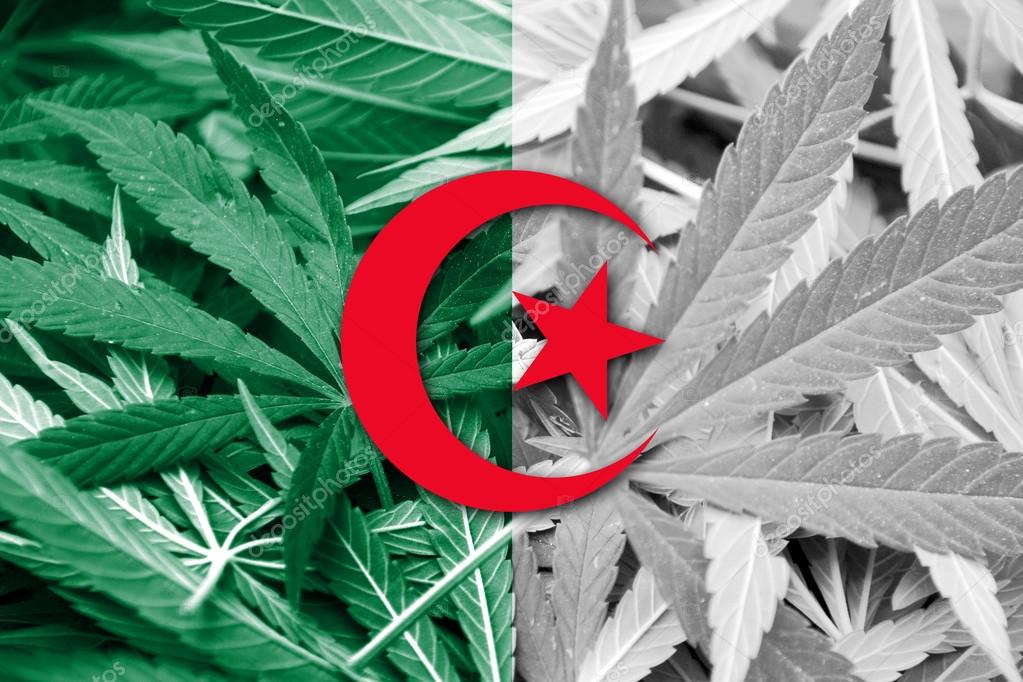 legalizing marijuana thesis legalizing marijuana thesis