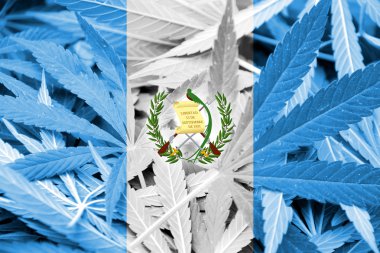 Guatemala bayrağı esrar arka plan üzerinde. Uyuşturucu politikası. Marihuana yasallaştırma