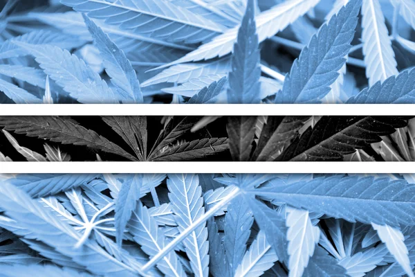 Botswana Flag on cannabis background. Drug policy. Legalization of marijuana — Stock Photo, Image