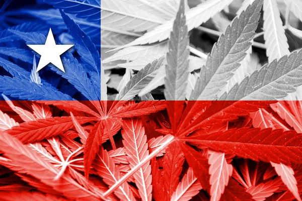 Σημαία της Χιλής σε φόντο κάνναβης. Πολιτικής για τα ναρκωτικά. Νομιμοποίηση της μαριχουάνας — Φωτογραφία Αρχείου