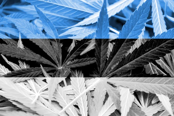 Estonia Flag on cannabis background. Drug policy. Legalization of marijuana — Stock Photo, Image