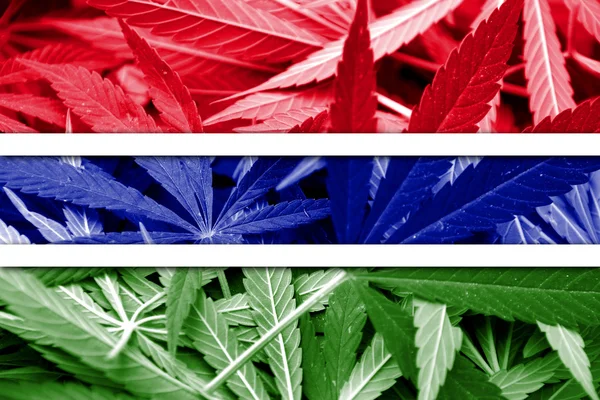 大麻の背景にガンビアの国旗。薬物政策。マリファナの合法化 — ストック写真