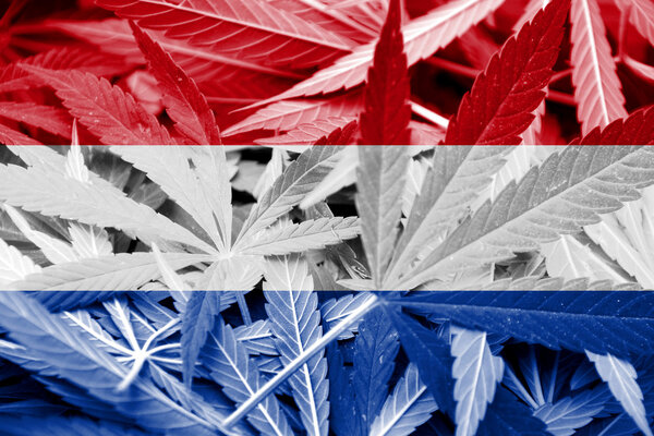 Netherlands Flag on cannabis background. Drug policy. Legalization of marijuana