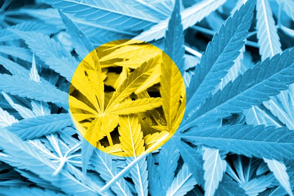大麻の背景にパラオの国旗。薬物政策。マリファナの合法化 — ストック写真
