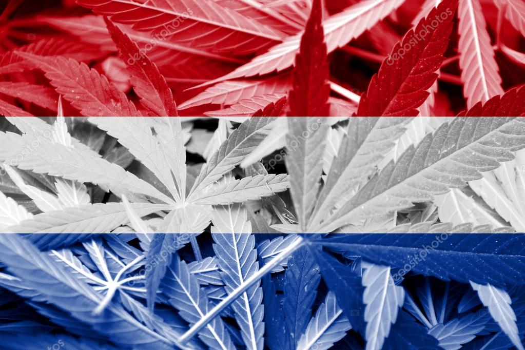 Netherlands Flag on cannabis background. Drug policy. Legalization of