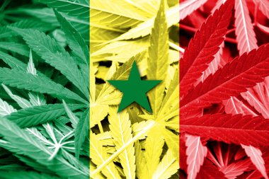 Senegal bayrak esrar arka plan üzerinde. Uyuşturucu politikası. Marihuana yasallaştırma
