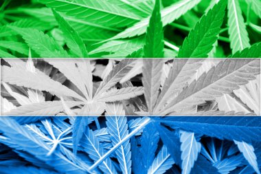 Sierra Leone bayrak esrar arka plan üzerinde. Uyuşturucu politikası. Marihuana yasallaştırma