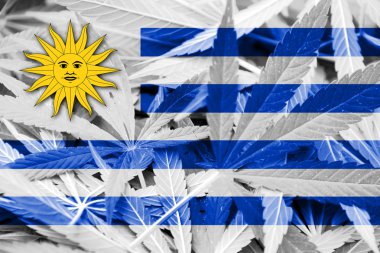 Uruguay bayrağı esrar arka plan üzerinde. Uyuşturucu politikası. Marihuana yasallaştırma
