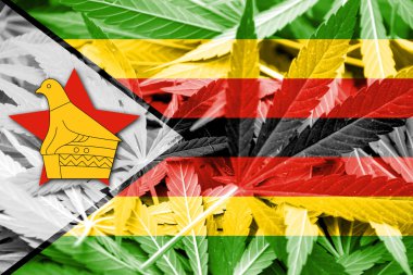 Zimbabve bayrağı esrar arka plan üzerinde. Uyuşturucu politikası. Marihuana yasallaştırma