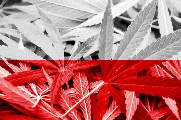 Poland Flag on cannabis background. Drug policy. Legalization of marijuana — Stock Photo, Image