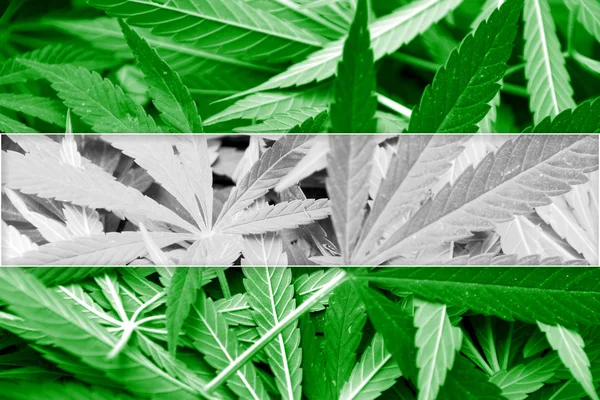 Rotterdam City Flag on cannabis background. Drug policy. Legalization of marijuana — Stock Photo, Image