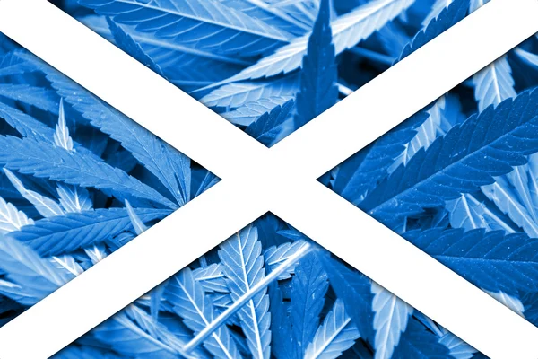 De vlag van Schotland op cannabis achtergrond. Beleid van de drug. Legalisatie van marihuana — Stockfoto