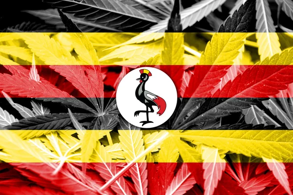 Uganda bayrağı esrar arka plan üzerinde. Uyuşturucu politikası. Marihuana yasallaştırma — Stok fotoğraf