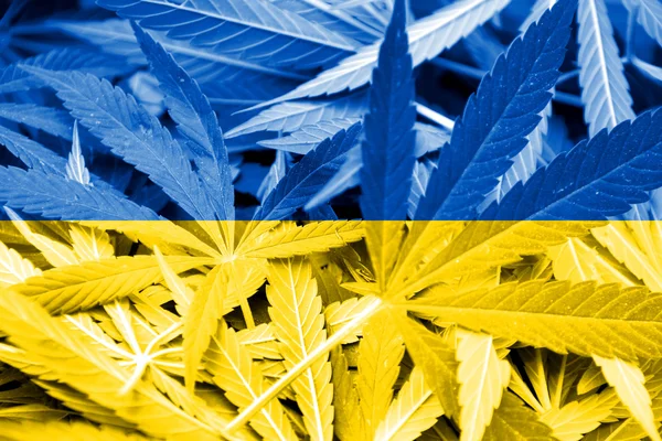 Ucraina Bandiera su sfondo cannabis. Politica sulle droghe. Legalizzazione della marijuana — Foto Stock